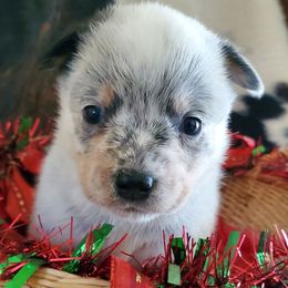 Ear patch plain face - Blue mottled female Australian Cattle Dog puppy in Lenoir, North Carolina from Blue Coyote Ranch