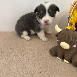 Supergirl - Blue female Pembroke Welsh Corgi puppy in Millsap, Texas from Punchy Pembroke Ranch
