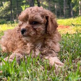 Heath - Apricot male Poodle puppy in Cabool, Missouri from Rafter B Farms