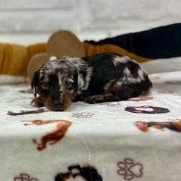 Francis - Dapple male Dachshund puppy in Three Rivers, Michigan from Michiana Dachshunds