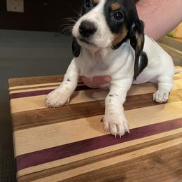 Dachshund Puppies from Hursh’s Hounds