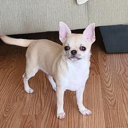 Dream - Chihuahua