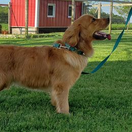 Bea - Golden Retriever