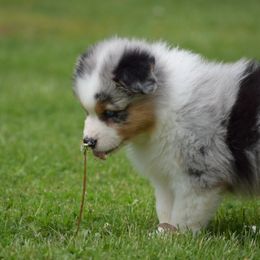 Australian Shepherd Puppies from Ausdauer Australian Shepherds