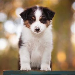 BTM 2 - Black tri-color male Australian Shepherd puppy in Elkton, Tennessee from Riverlook Australian Shepherds
