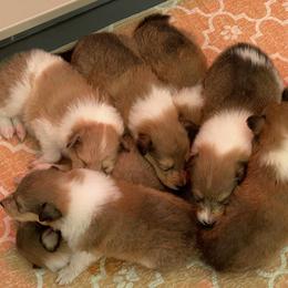 Boy 1 - male Collie puppy in Mount Orab, Ohio from Plum Creek Collies
