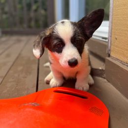 Daisy - Brindle and white female Cardigan Welsh Corgi puppy in Wekiwa Springs, Florida from It is Corgiland
