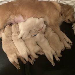 Golden Retriever puppies from Goldilocks Golden Retrievers