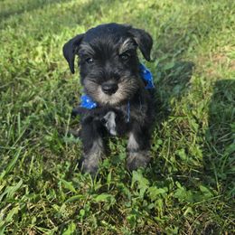 Puppy 1 - Black and silver male Miniature Schnauzer puppy in Harrisonville, Missouri from Kelly Reynolds's Miniature Schnauzers