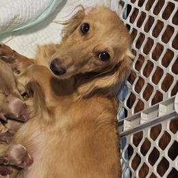 Darla - Dachshund