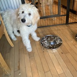 Aqua - White Double Doodle puppy in Kent, Washington from Riverside Doodles - Seattle (A+ genetics)