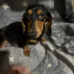 Baby - Dachshund