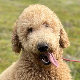 CHY - Goldendoodle