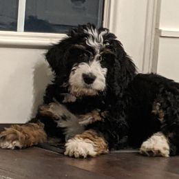 Bernedoodles and Goldendoodles from Legacy Doodles