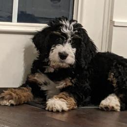 Bernedoodles and Goldendoodles from Legacy Doodles