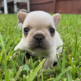 American Corgi and French Bulldog Puppies from Moonstone Corgis & Frenchies