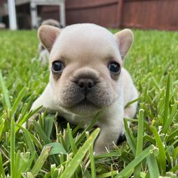 American Corgi and French Bulldog Puppies from Moonstone Corgis & Frenchies