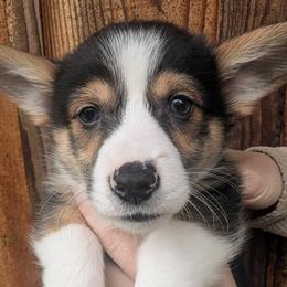 Boy 2 - Black and white male Cardigan Welsh Corgi puppy in Chehalis, Washington from Triple B Corgis