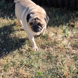 Lincoln - Fawn male Pug puppy in Arthur, Illinois from Perfect Pugs