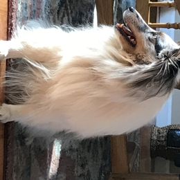 Shetland Sheepdog All Grown Up from Borthwick Shelties