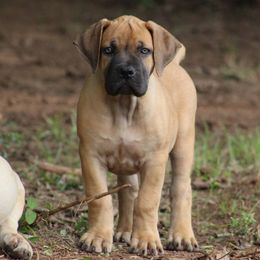 Poppy(Yellow) - Brown female Boerboel puppy in Shawnee, Oklahoma from TXT Boerboels