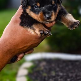Rottweiler Puppies from Von Schwarze Karte Rottweilers