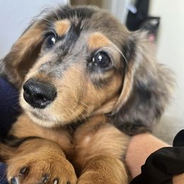 Dachshunds from J&N Minis