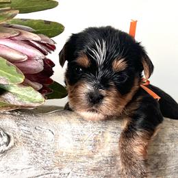 Orange Girl - Black and gold female Yorkshire Terrier puppy in Meridian, Idaho from Doodles of Idaho