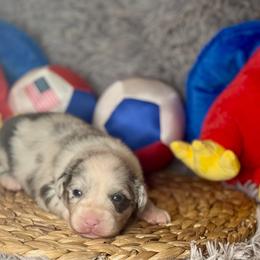 Samson - Blue merle male Miniature Australian Shepherd puppy in California from Eagle River Aussies
