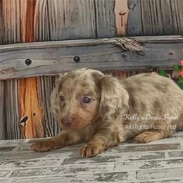 Isabella and Tan Dapple Male Longhair - Fawn (isabella) and tan male Dachshund puppy in Cleveland, Tennessee from Kelly's Doxie Farm