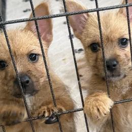 Norwich Terriers from Tuffy’s Brown Dogs