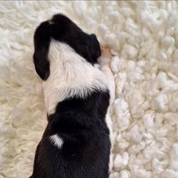 Ford - Black brown and white male Basset Hound puppy in Mack's Creek, Missouri from Mack's Creek Basset Hounds