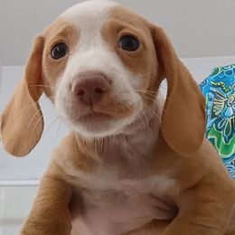 Mr. Lucky - Piebald male Dachshund puppy in Pahrump, Nevada from Heaven Sent Doxies