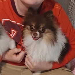 Pomeranians from 007 Hamilton Pomeranian