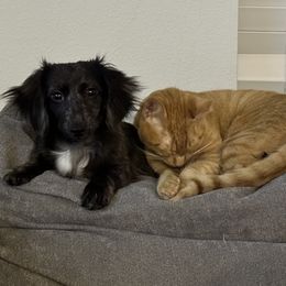 Dachshunds from Dachshund Farms