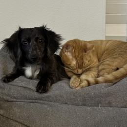 Dachshunds from Dachshund Farms