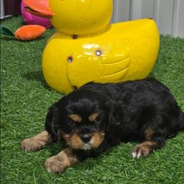 Hermes - Black and tan male Cavalier King Charles Spaniel puppy in Neosho, Missouri from Pups on the Ridge