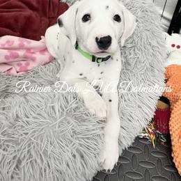 Dalmatian Puppies from Rainier DALS LUA Dalmatians of Washington