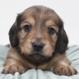 Red- AKC Import Lines - Cream male Dachshund puppy in Coweta, Oklahoma from Sunnyside Dachshunds