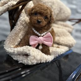 Cavapoo, Cockapoo, and Poodle Puppies from Heavenly Puppies to Love