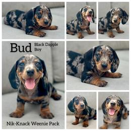 Bud - Black and tan male Dachshund puppy in Florida from Niki Humphries' Dachshunds