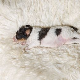 Cavapoo Puppies from Luxe Cavapoo