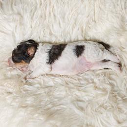 Cavapoo Puppies from Luxe Cavapoo