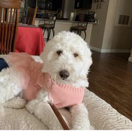 Ginger - Goldendoodle
