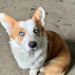 Jetta - Pembroke Welsh Corgi