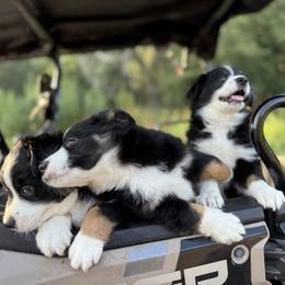 Miniature Australian Shepherd Puppies from Peace Creek Aussies