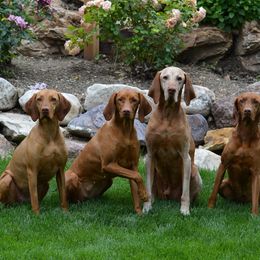 Vizslas from Wasatch Mountain Vizslas