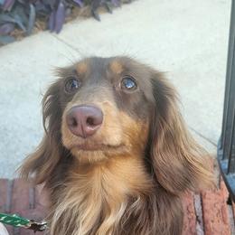 Ayla-UK import - Chocolate and tan female Dachshund puppy in Ashford, Alabama from Circle City Dachshunds