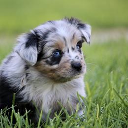 Australian Shepherd, Miniature American Shepherd, Miniature Australian Shepherd, and Toy Australian Shepherd Puppies from Painted Blue Aussies