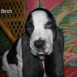 Birch - Black and white male Basset Hound puppy in Hodges, South Carolina from Blooming Bassets
